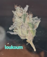 Loukoum.jpg