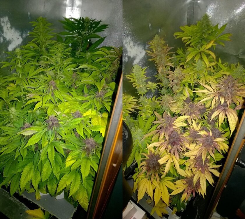 Lamic-Tal weed box night queen et pakistan kush flo.jpg