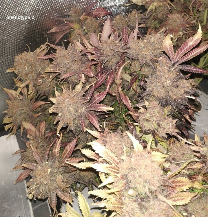 citral skunk Lamic-Tal 6.jpg