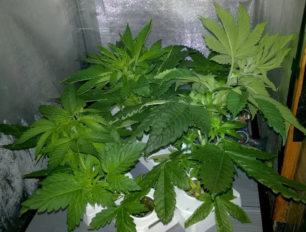 Lamic-Tal weed box night queen et pakistan kush cro bis.jpg