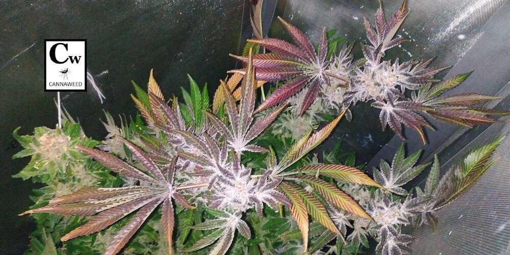 Purple queen fin flo cw.jpg