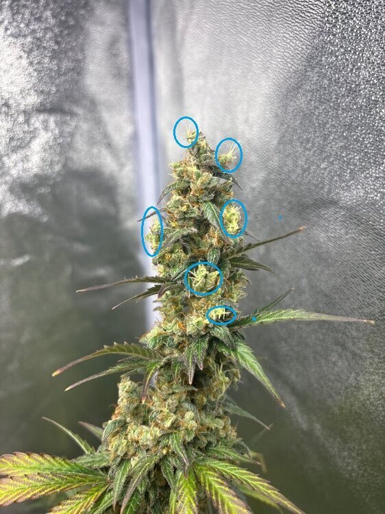 Mm26. weed diag.jpg