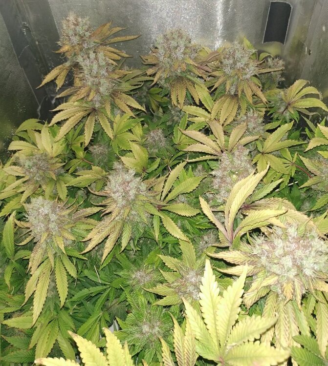 citral skunk Lamic-Tal 5.jpg