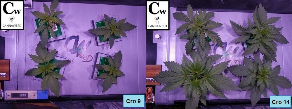 Cro 9 et 14.jpg