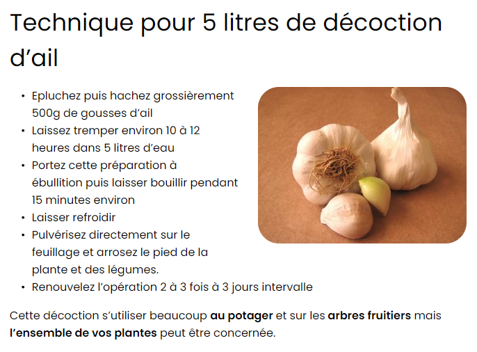 décoction d'ail pour repousser insectes.png