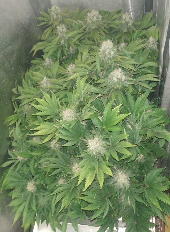citral skunk Lamic-Tal 4.jpg