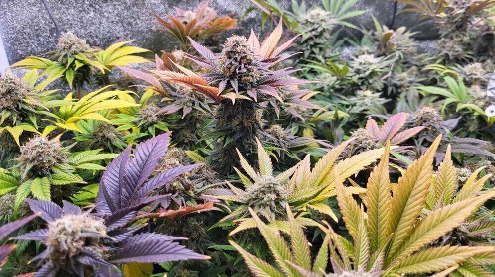 Black Bomb de MontySporty photo mois mars 2025.jpg