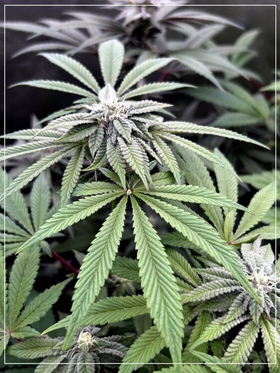 Peach -scrog- photo du mois de mars 2025.jpg