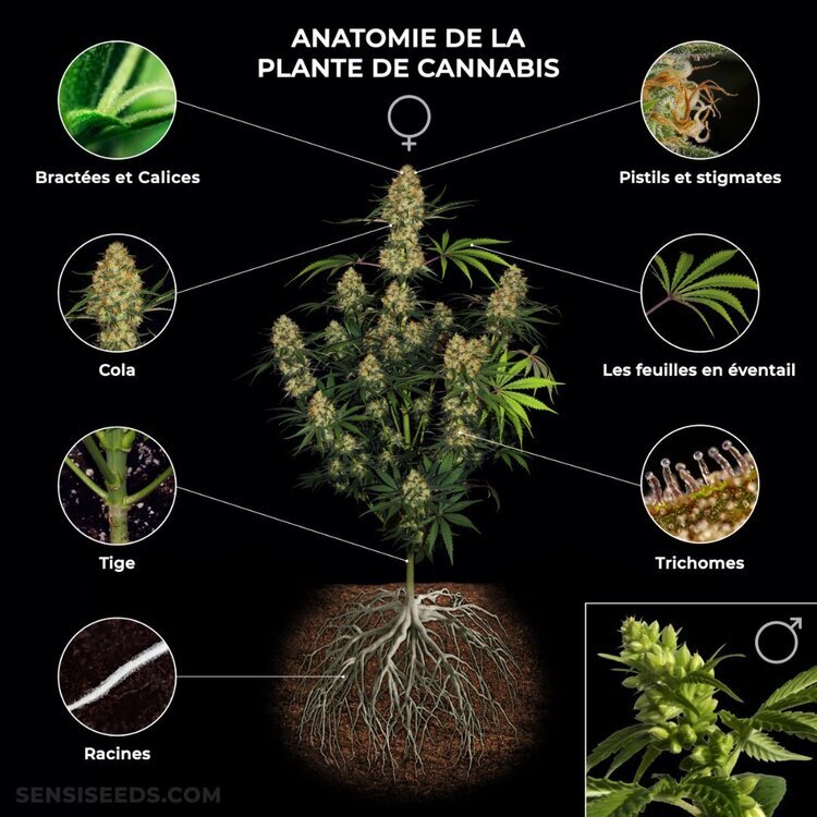 Cannabis-plant-info-graphic-FR-scaled.thumb.jpg.59fb8d2764358d63cf69b00313f1807e.jpg