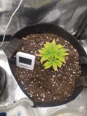 0603252.jpg
