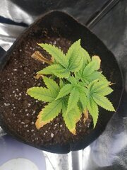 0603521.jpg