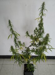 21mars MK1bb.jpg