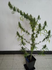 21mars MK1b.1.jpg