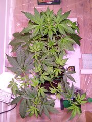 IMG_20250309_163637~2.jpg