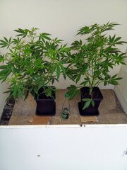IMG_20250327_131838~2.jpg
