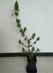 21mars MK2b.1.jpg