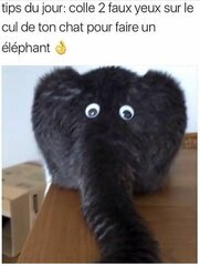 le Chat-léphant