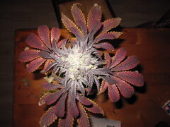 IMG_0879.JPG
