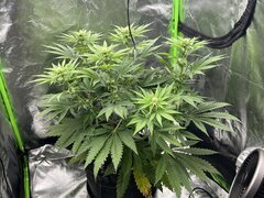 SBR 12/12 + 22jours
