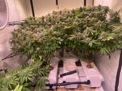 IMG_1768.jpeg