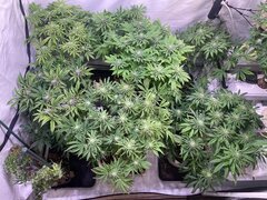 IMG_1769.jpeg