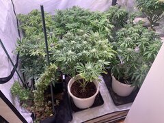 IMG_1770.jpeg