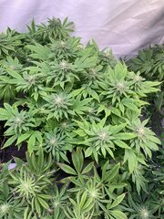 Papaya BX1 - Gratefull Seeds