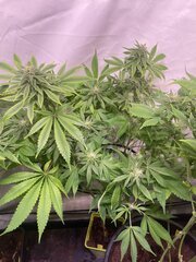 Tangie Cookies #2 - Beuh Chat