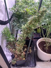 Original Haze - AG seeds