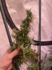 Original Haze - AG seeds