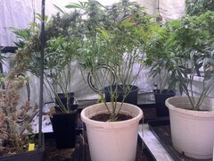 IMG_1781.jpeg