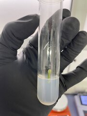 GMO - 1er jour