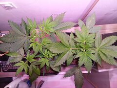 IMG_20250301_190225.jpg