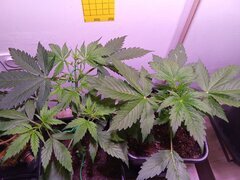 IMG_20250301_190256.jpg