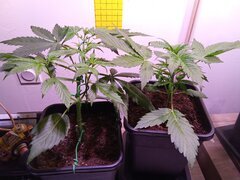 IMG_20250301_190311.jpg