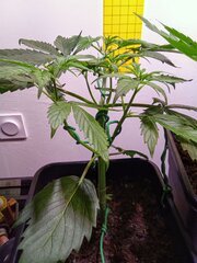 IMG_20250301_190356.jpg