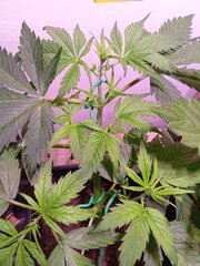IMG_20250301_190423.jpg