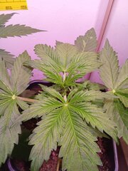 IMG_20250301_190456.jpg