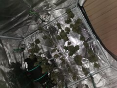 J'pense qu'on auras 40g pour la runtz et 30/35 pour la Lemon