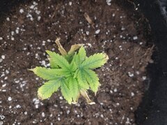 IMG_20250303_192706.jpg