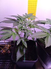IMG_20250304_195259.jpg