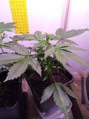 IMG_20250304_195302.jpg