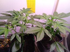 IMG_20250304_195305.jpg