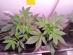 IMG_20250304_195311.jpg