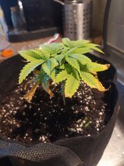 IMG_20250307_174712.jpg