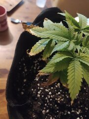 IMG_20250307_175001.jpg