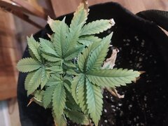 IMG_20250307_175016.jpg
