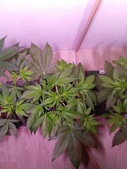 IMG_20250308_165035.jpg