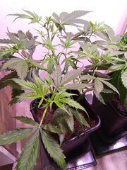 IMG_20250308_165208.jpg