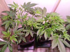 IMG_20250308_165307.jpg